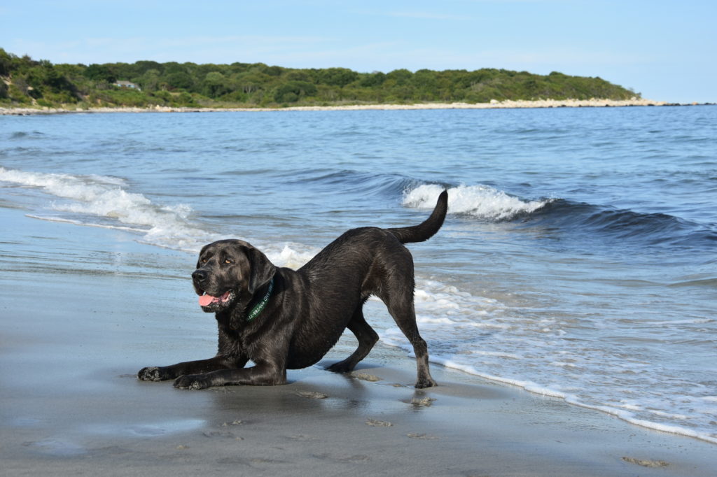 Schwarz Labrador spielt im Wasser 1024x682 1